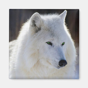 Aimant Loup