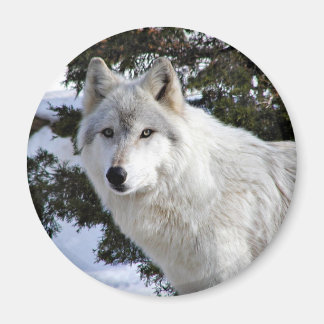 Aimant loup