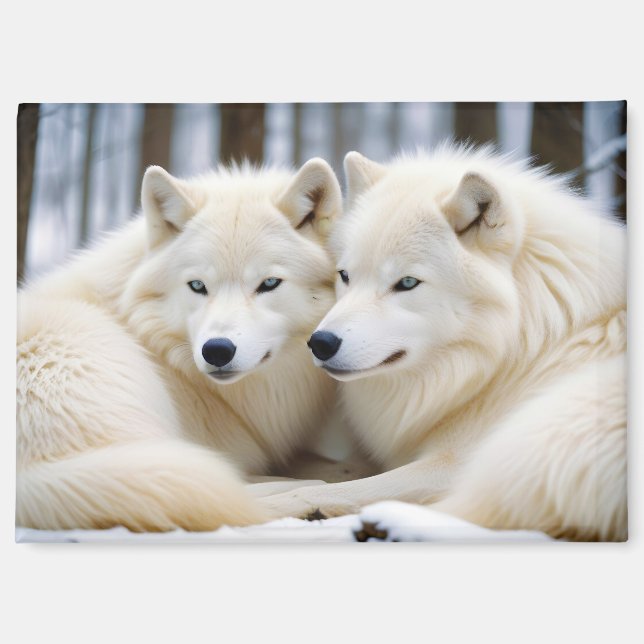 Aimant Loup Animal Nature Faune Affection Tendresse (Recto)