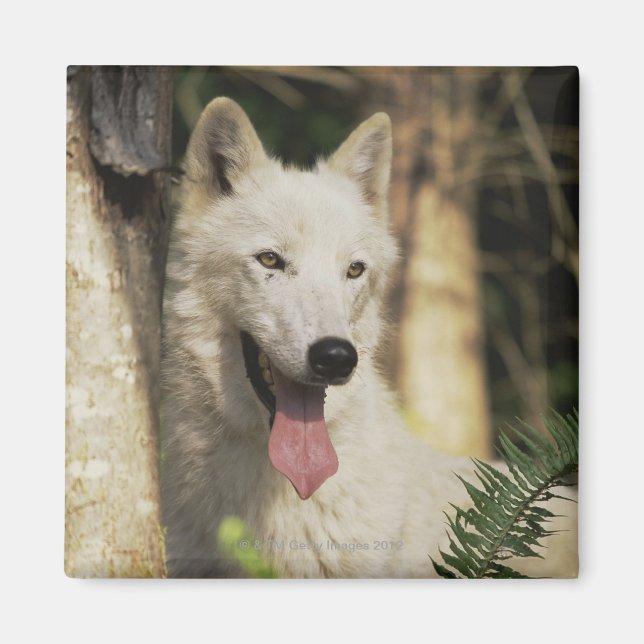 Aimant Loup arctique en forêt (Devant)