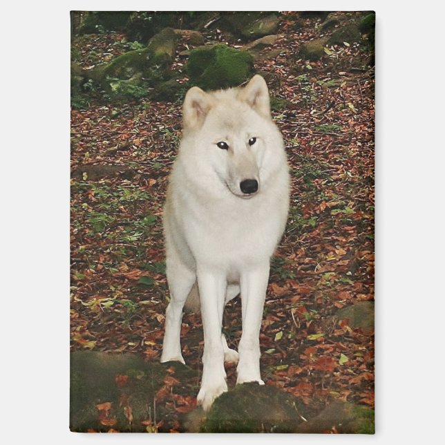 Aimant Loup Blanc (Recto)