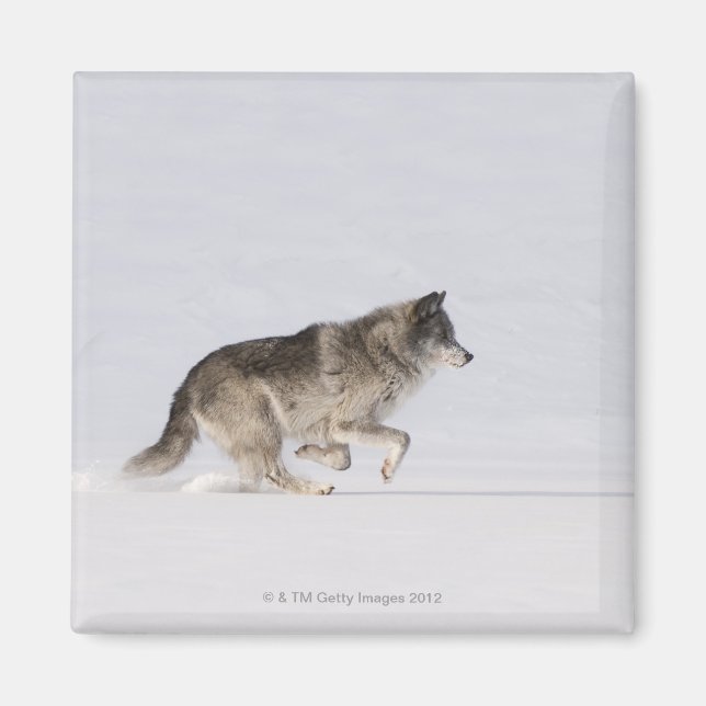 Aimant Loup courant dans la neige 2 (Devant)
