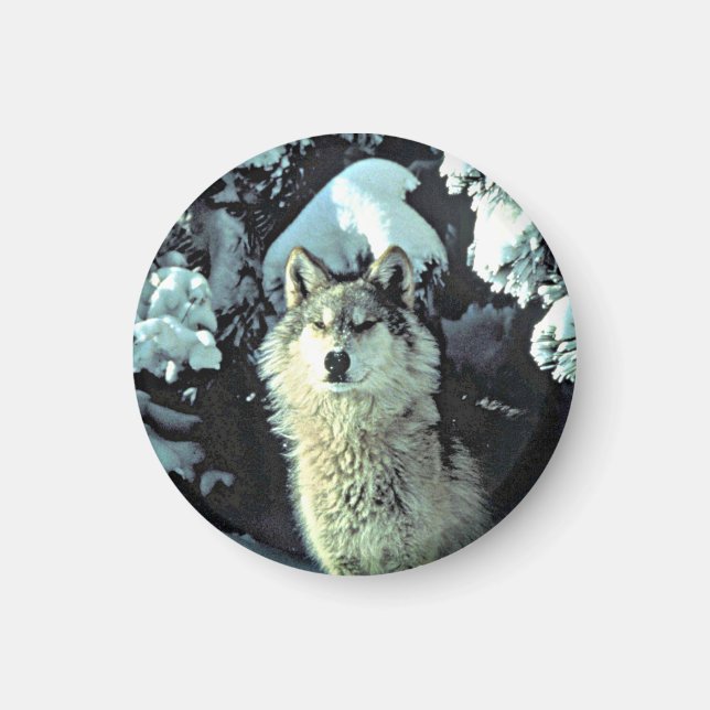 Aimant Loup Dans La Neige (Devant)