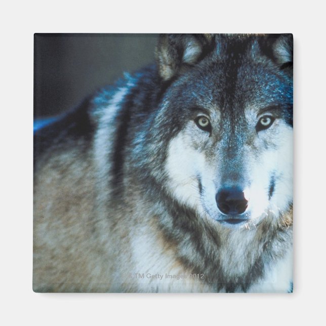 Aimant Loup de bois (Devant)