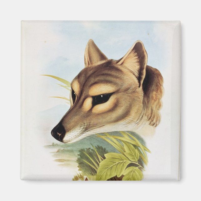 Aimant Loup de Tasmanie ou tigre (Devant)