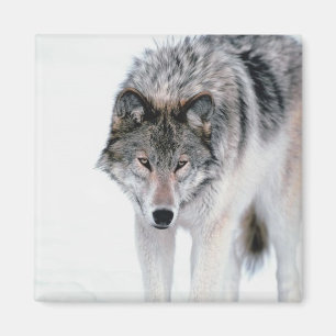 Aimant Loup de vagabondage