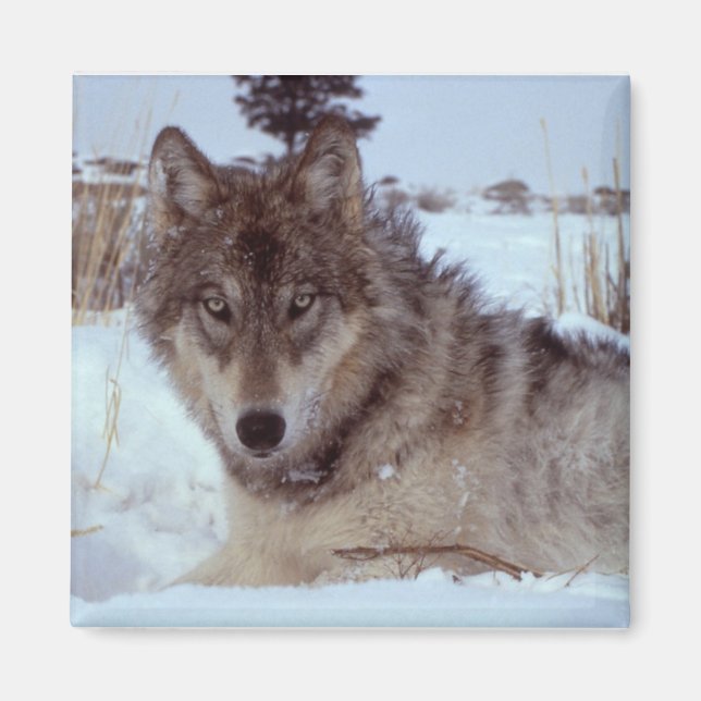 Aimant Loup de Yellowstone (Devant)