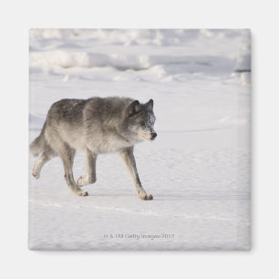 Aimant Loup fonctionnant dans la neige