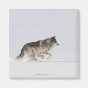 Aimant Loup fonctionnant dans la neige 2