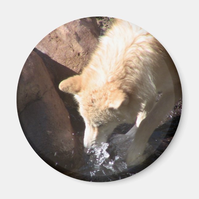 Aimant Loup gris (Devant)