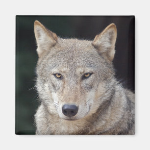 Aimant Loup Gris