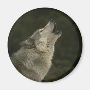 Aimant Loup gris