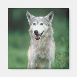 Aimant Loup gris