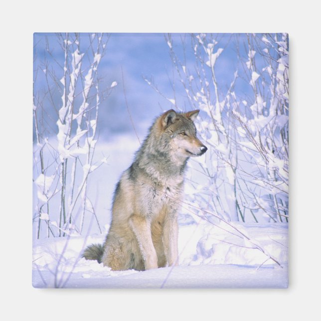 Aimant Loup gris assis dans la neige, Canis lupus, (Devant)