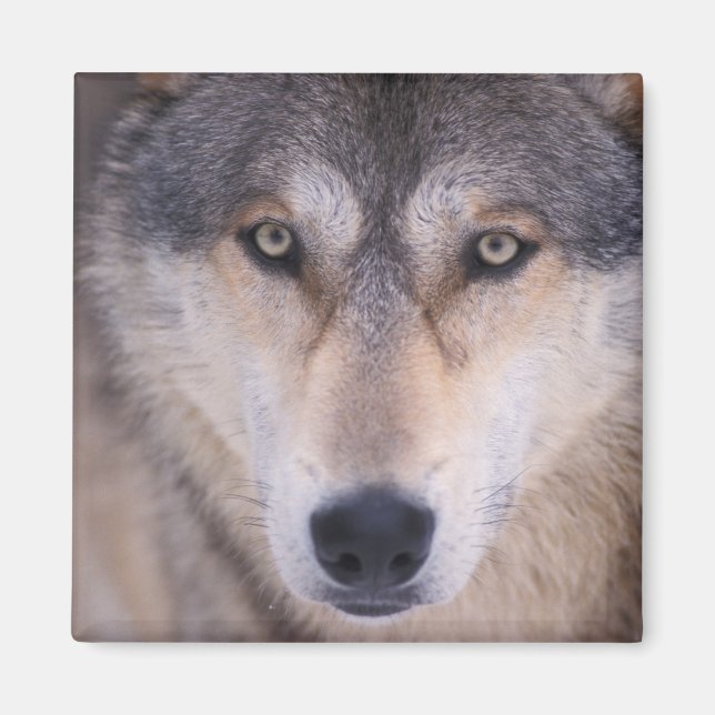 Aimant loup gris, Canis lupus, gros plan sur les yeux (Devant)