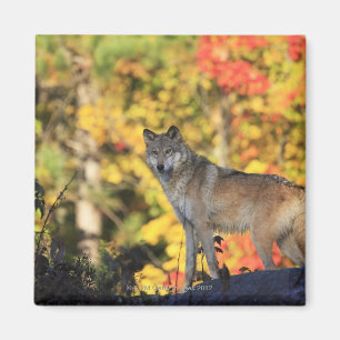 Aimant Loup gris Canis lupus.ordre : carnivorafamité