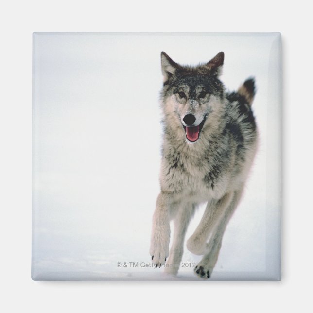 Aimant Loup gris courant (Devant)