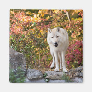 Aimant Loup gris curieux