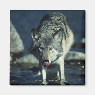 Aimant Loup gris dans le boire d'automne