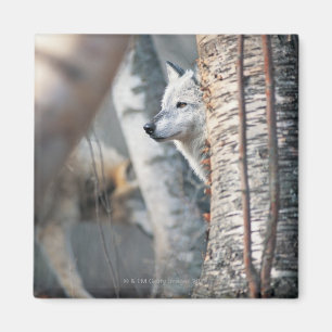 Aimant Loup gris derrière l'arbre
