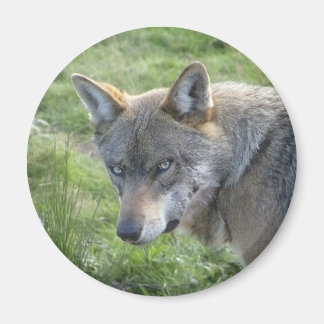 Aimant Loup gris européen