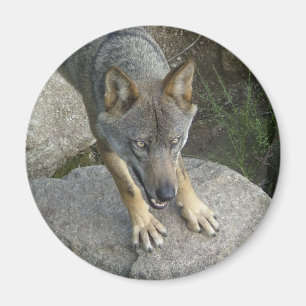 Aimant Loup gris européen