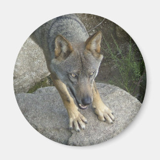 Aimant Loup gris européen