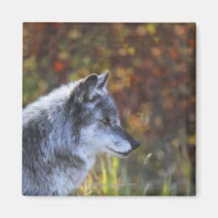 Aimant Loup (lupus de Canis)