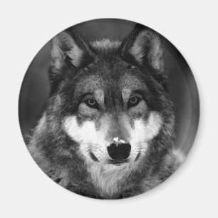 Aimant Loup noir et blanc