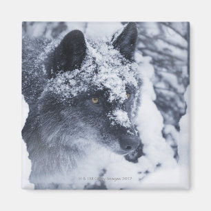 Aimant Loup solitaire dans la neige