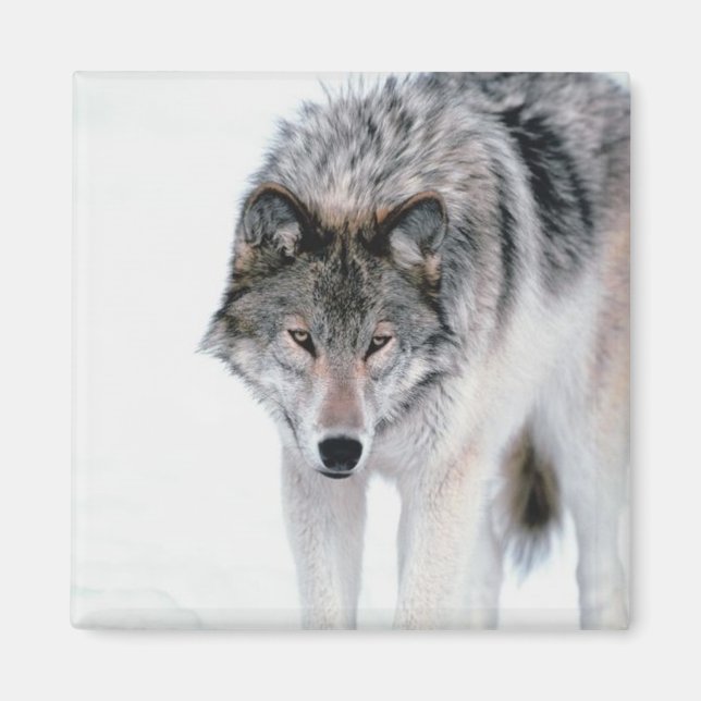 Aimant Loup tortueux (Devant)