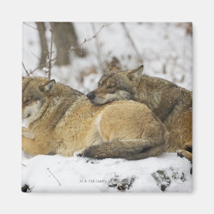 Aimant Loups dans le bois de Bawarian