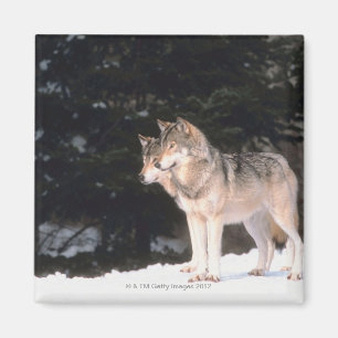 Aimant Loups gris