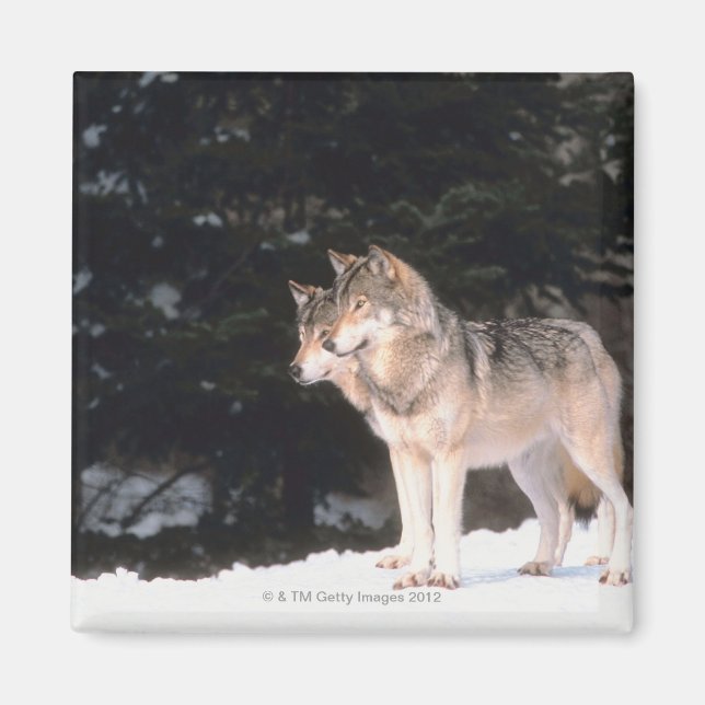 Aimant Loups gris (Devant)