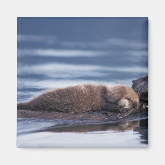 Aimant loutre de mer, Enhydra lutris lutris (Devant)