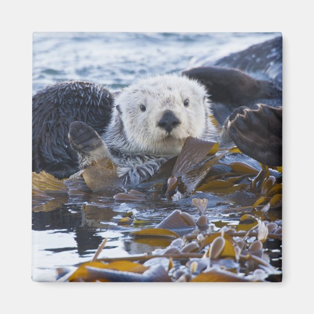 Aimant Loutre de mer enveloppée de kelp (Devant)