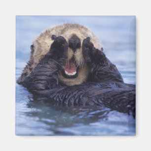 Aimant Loutre de mer mignonne   Alaska, Etats-Unis