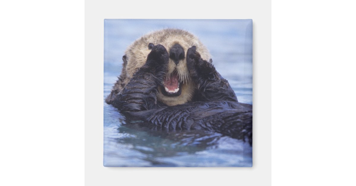 Aimant Loutre De Mer Mignonne Alaska Etats Unis Zazzle Fr