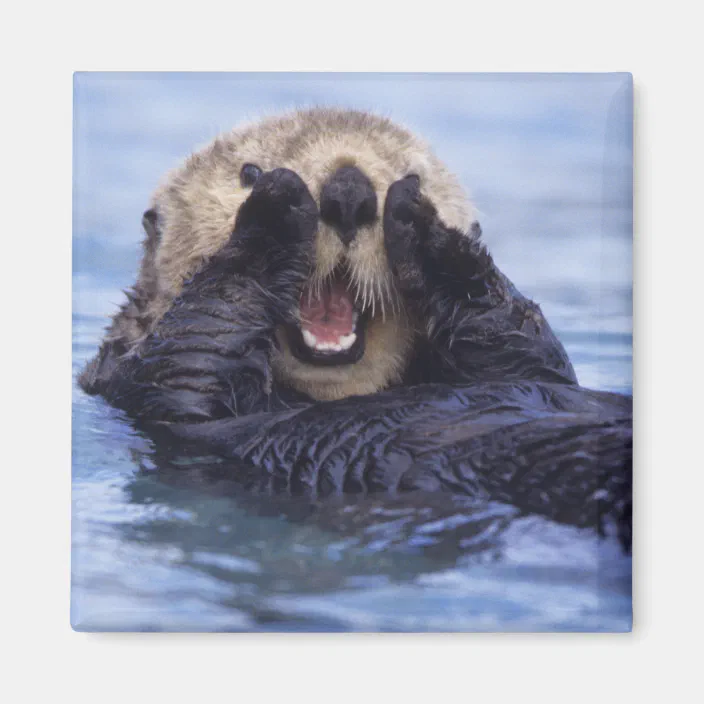 Aimant Loutre De Mer Mignonne Alaska Etats Unis Zazzle Fr