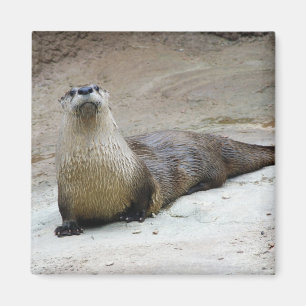 Aimant Loutre de rivière curieuse