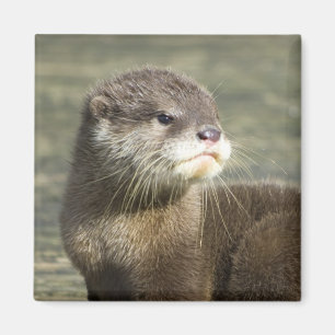 Aimant Loutre mignonne de bébé