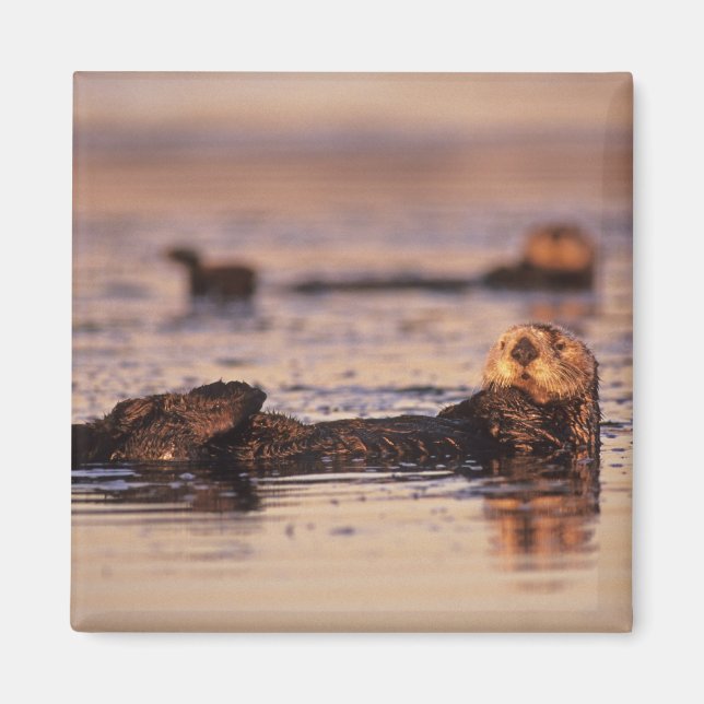 Aimant Loutres de mer, Enhydra lutris 3 (Devant)