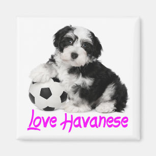 Aimant Love Havanais Chien Chien Chien