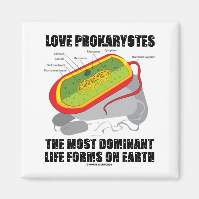 Aimant Love Prokaryotes Les Formes De Vie Les Plus Domina (Devant)
