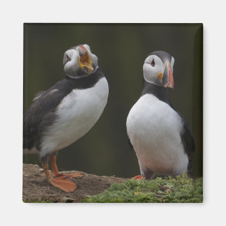 Aimant Love Song Puffins