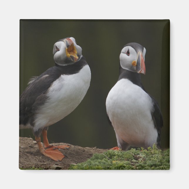 Aimant Love Song Puffins (Devant)