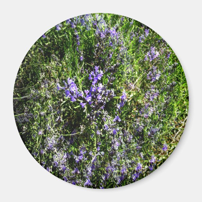 Aimant Loving Lavender..... (Devant)