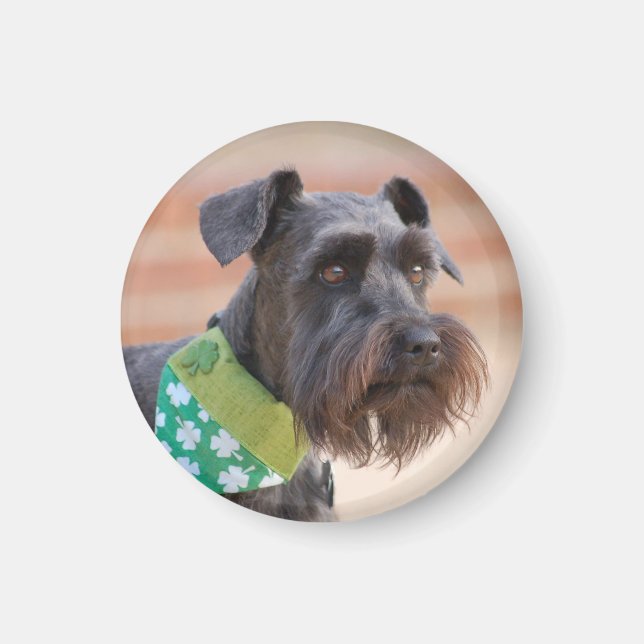 Aimant Lucky Miniature Schnauzer (Devant)