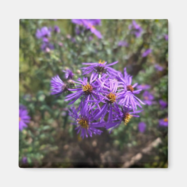 Aimant Lueur violette de l'automne (Devant)