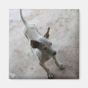 Aimant Luk Maa ... Chien chiot thaïlandais Soi